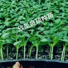 良硕种苗中心的一亩田店铺
