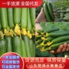 朱氏精品水果黄瓜购销基地的一亩田店铺