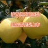 云南红河果蔬代办的一亩田店铺
