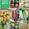 山东聊城莘县康之源瓜果蔬菜合作社的一亩田店铺