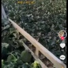 兰考县千帮密薯种植专业合作社的一亩田店铺