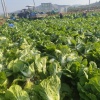 万民蔬菜水果种植与销售的一亩田店铺