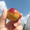 源产地沾化冬枣的一亩田店铺
