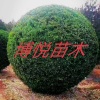 博悦苗木的一亩田店铺