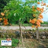 东安县舜峰苗木合作社的一亩田店铺
