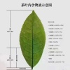 临沧沅芷茶行的一亩田店铺