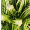 豫安种植农场的一亩田店铺