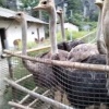 鸿运巾鸵鸟养殖场的一亩田店铺