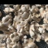 翟艳兵的一亩田店铺