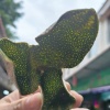 恩平兄弟商贸有限公司的一亩田店铺