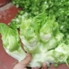 小汪蔬菜的一亩田店铺