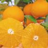 橙心橙悦种植基地的一亩田店铺