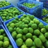 吴新永的一亩田店铺