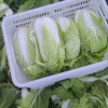 山东老刘蔬菜农产品的一亩田店铺