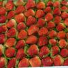 安徽国强草莓代办的一亩田店铺