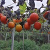吊瓜种植合作社的一亩田店铺
