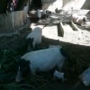 金秀县牧丰巴马香猪养殖场的一亩田店铺