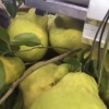游客1799的一亩田店铺