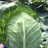 钟祥市桂华农产品种植的一亩田店铺