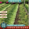 诚德蔬菜购销合作社的一亩田店铺