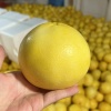 果粒鲜果业的一亩田店铺