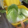 四川绍兵蔬菜种植基地的一亩田店铺