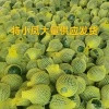 小程果蔬购销中心的一亩田店铺