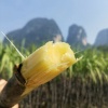 广西蓝哥黑皮甘蔗果蔬种植基地的一亩田店铺