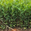 福安万源茶苗种植基地的一亩田店铺