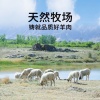 小张羊肉店的一亩田店铺