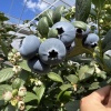 云南省澄江云硕蓝莓种植专业合作社的一亩田店铺
