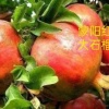 山东平邑和信果树苗木基地的一亩田店铺