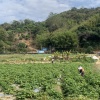 易风龙须菜种植的一亩田店铺