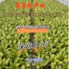 计恒的一亩田店铺