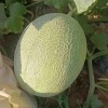 内黄县马上乡瓜果蔬菜合作社的一亩田店铺