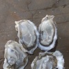 沈丽珍的一亩田店铺