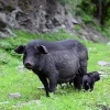 襄平生态藏香猪养殖基地的一亩田店铺