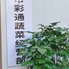松甜农业科技有限公司的一亩田店铺