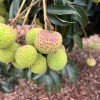 喵鲜果业的一亩田店铺