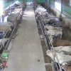 汝州小飞肉牛养殖的一亩田店铺