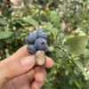 澄江海塘蓝莓种植基地的一亩田店铺