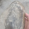 游客6010的一亩田店铺