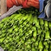 游客7252的一亩田店铺
