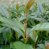 百福药材种苗场的一亩田店铺