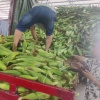 朱启超的一亩田店铺
