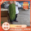 金妹妹贡菜的一亩田店铺