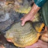 富源水产公司的一亩田店铺