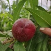 菊术清的一亩田店铺