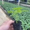 江门根硕木瓜苗培育的一亩田店铺
