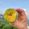 万事水果种植基地的一亩田店铺